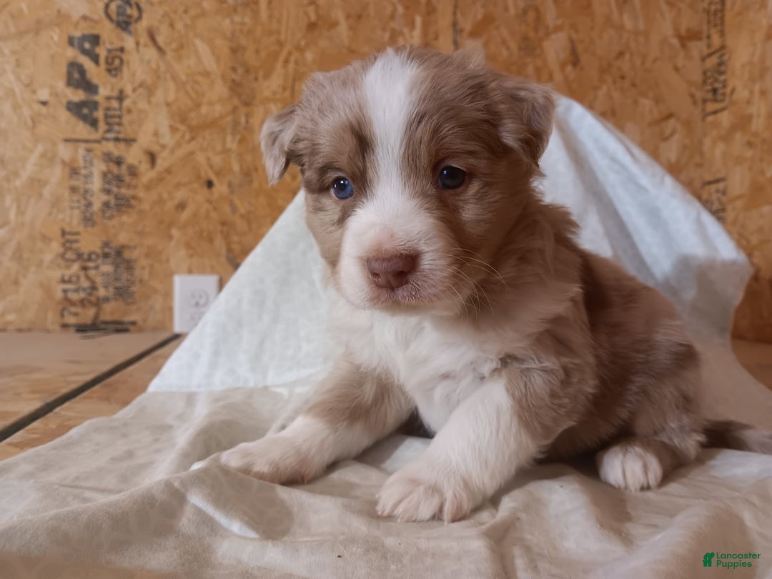Australian Shepherd dogs for sale: Biscuit - Ad 4