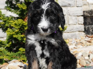 Bernedoodle dogs - Ad 25
