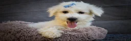 Maltese dogs for sale: Bryson 🐾 - Ad 7