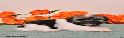 Havanese dogs for sale: Hope - Ad 5