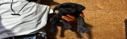 Cane Corso dogs for sale: Cane Corso 1 - Ad 6