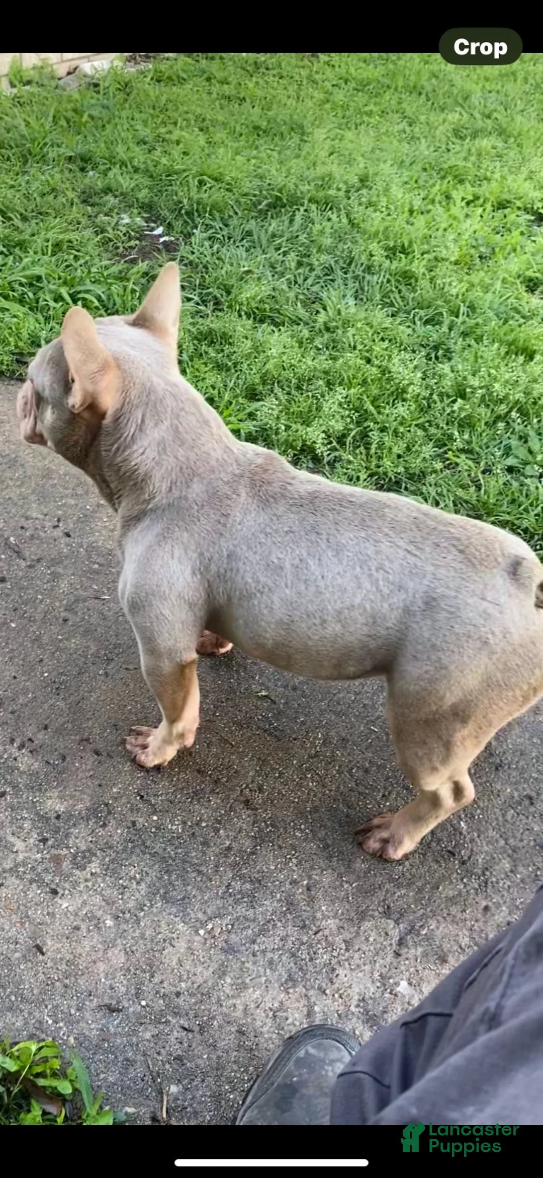 French Bulldog dogs for stud: King Cash - Ad 6