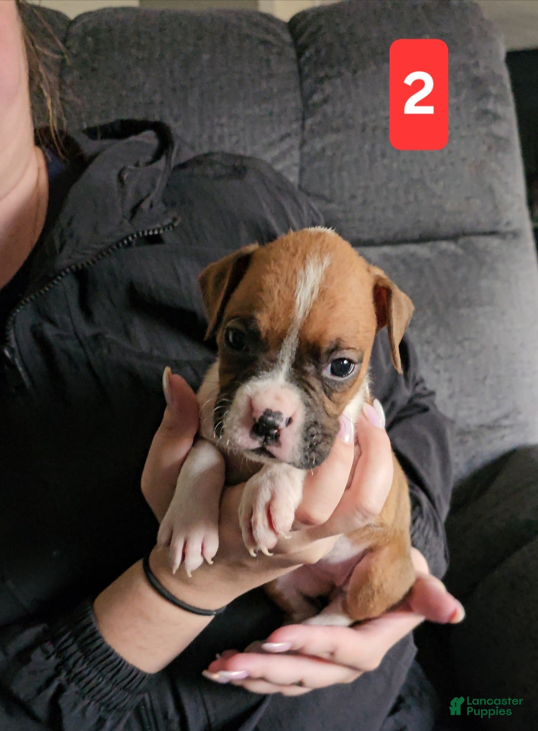 Daphne for sale in Berlin Heights Lancaster Puppies