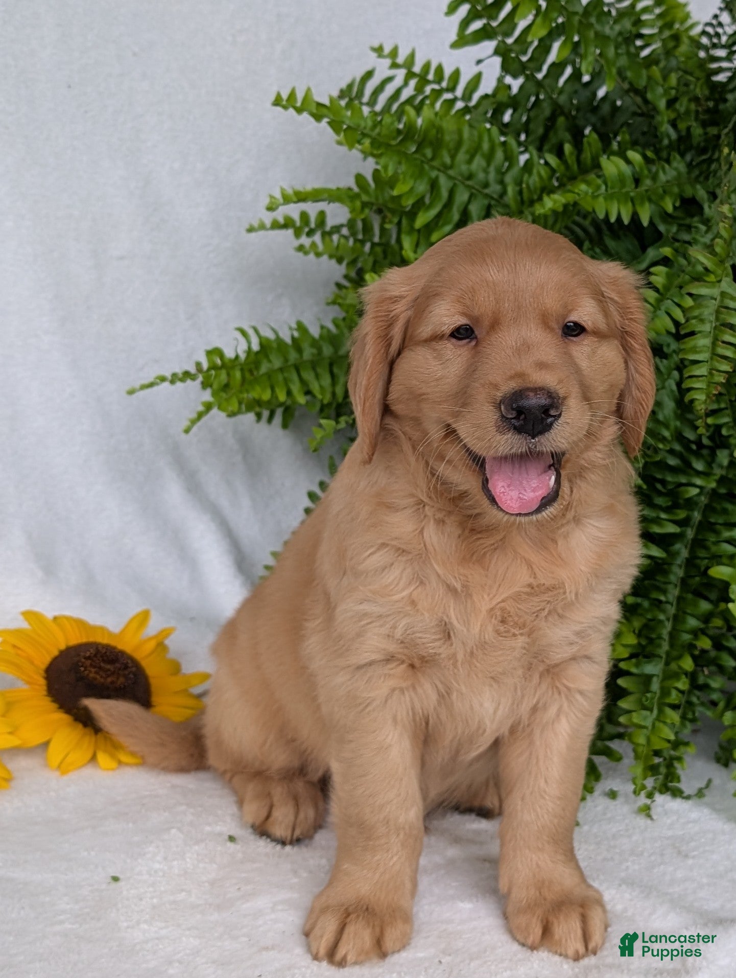 Golden Retriever dogs Parker  - Ad 1
