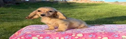 Miniature Dachshund dogs for sale: Cream - Ad 3