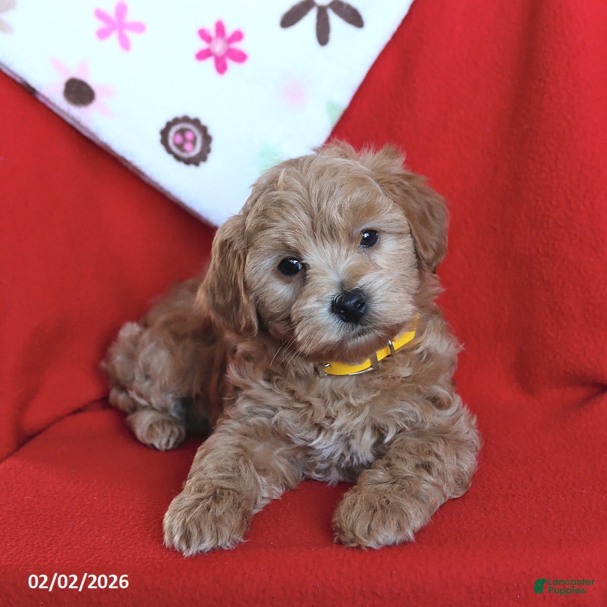 Maltipoo dogs Scout - Ad 8