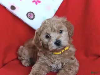 Maltipoo dogs Scout - Ad 8