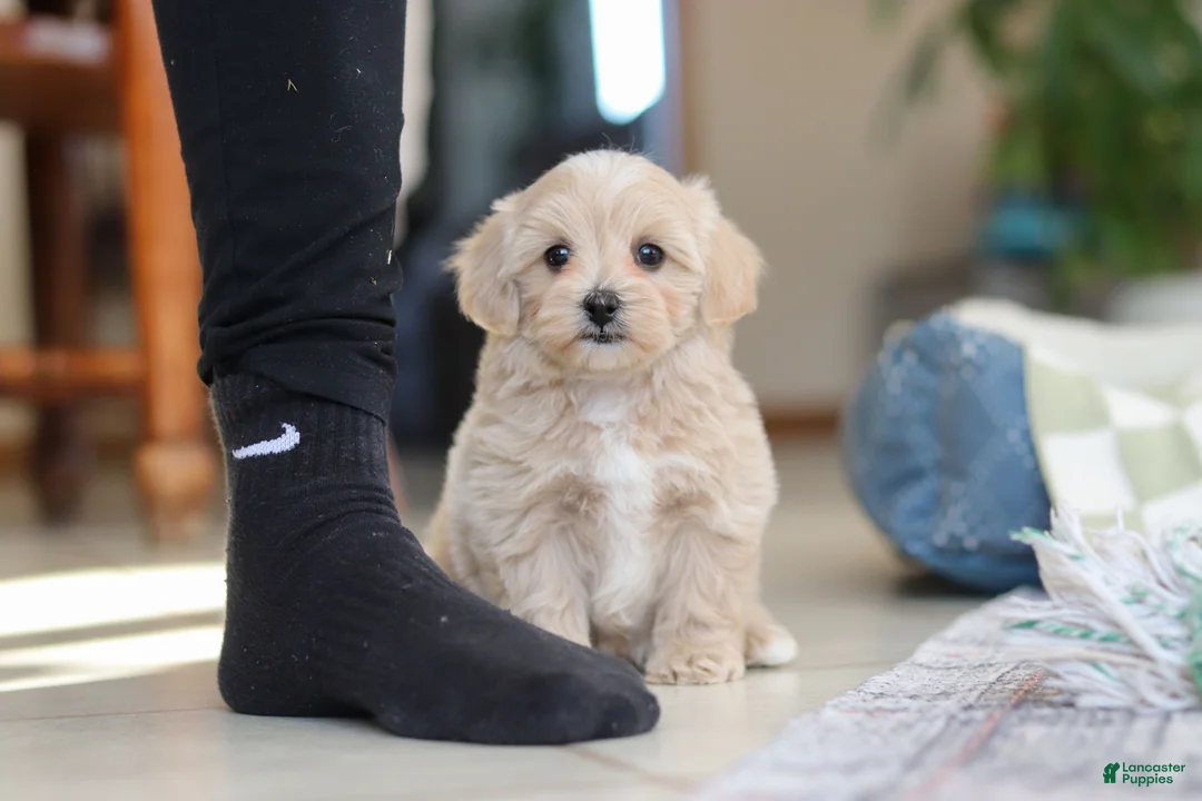 Maltipoo dogs for sale: Waffles - Ad 13