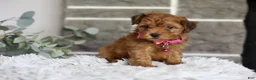 Yorkiepoo dogs for sale: Jewel  - Ad 5