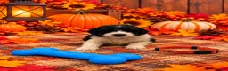 Mixed Breed dogs for sale: Bear - Orange Collar Pyredoodle - Ad 3