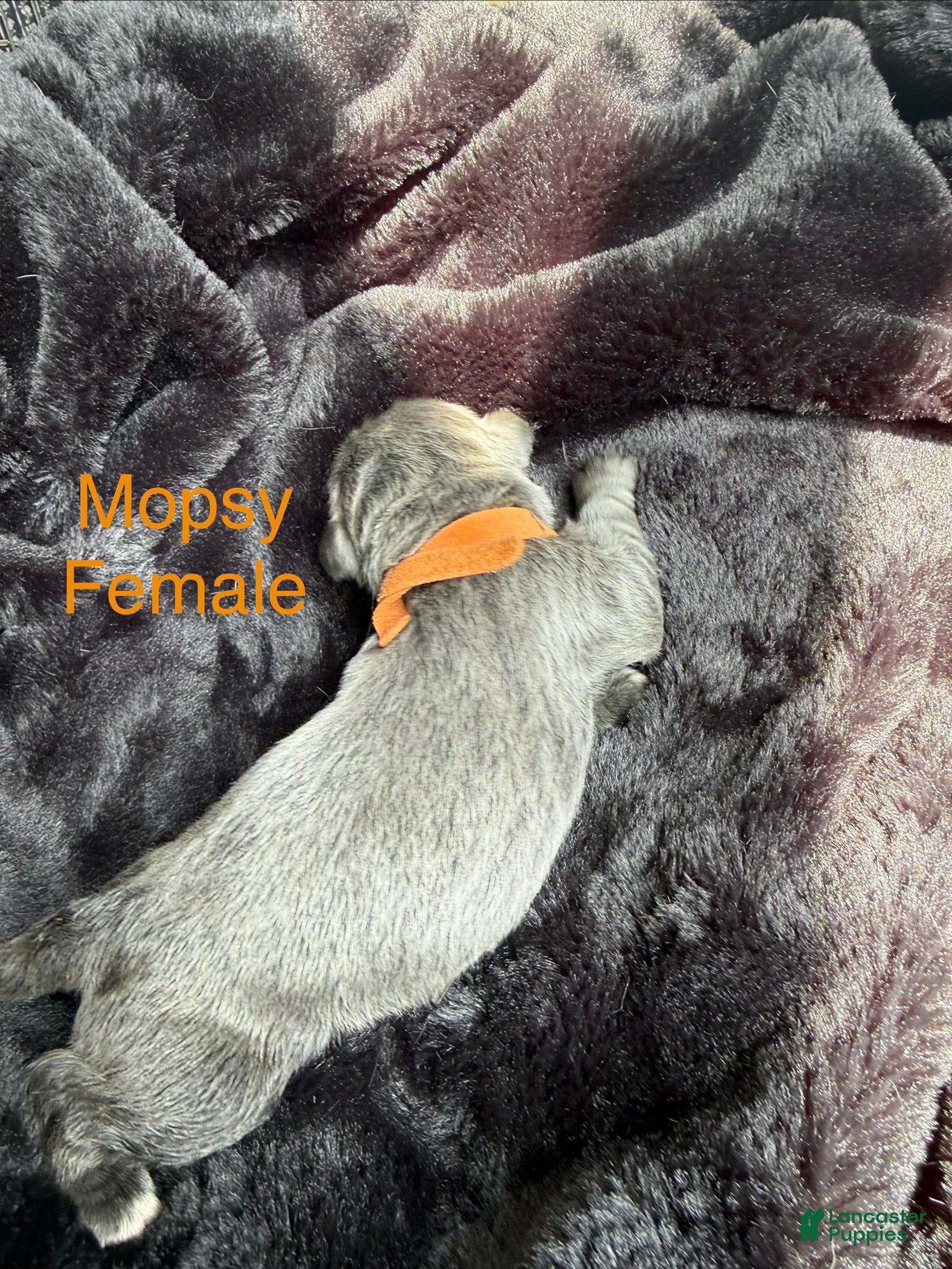 Newfoundland dogs Mopsy - Ad 20