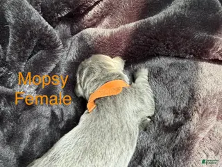 Newfoundland dogs Mopsy - Ad 23