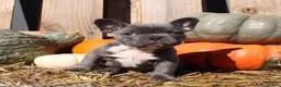 Mixed Breed dogs for sale: Theo - Ad 6