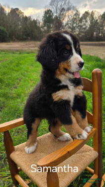 Bernese Mountain Dog dogs Samantha - Ad 4