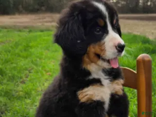 Bernese Mountain Dog dogs Samantha - Ad 5