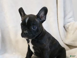 Frenchton dogs Cooper - Ad 35