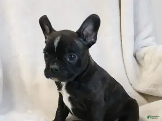 Frenchton dogs Cooper - Ad 24