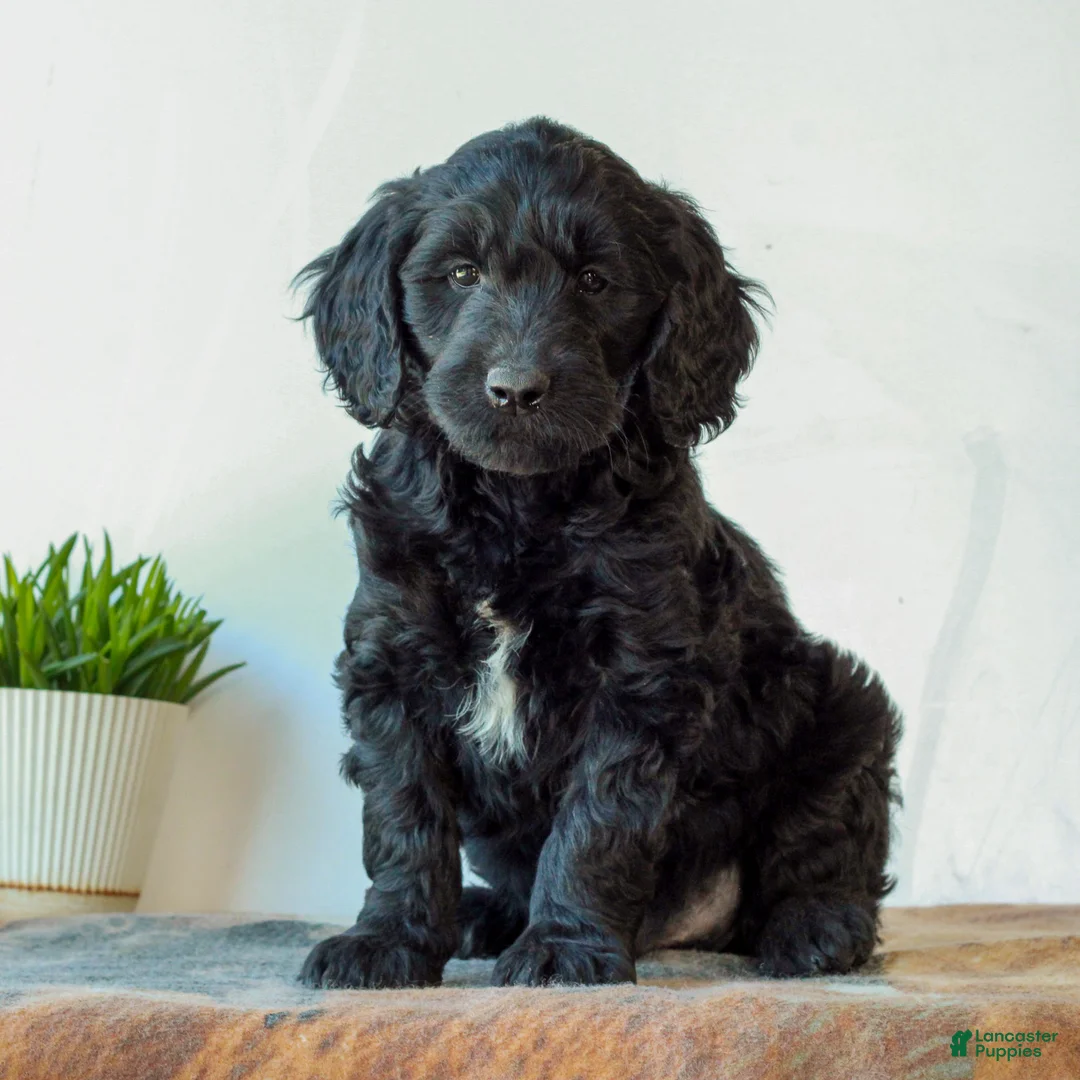 Mini Goldendoodle dogs for sale: Bentley  - Ad 1