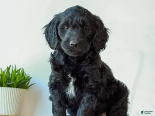 Mini Goldendoodle dogs for sale: Bentley - Ad 4