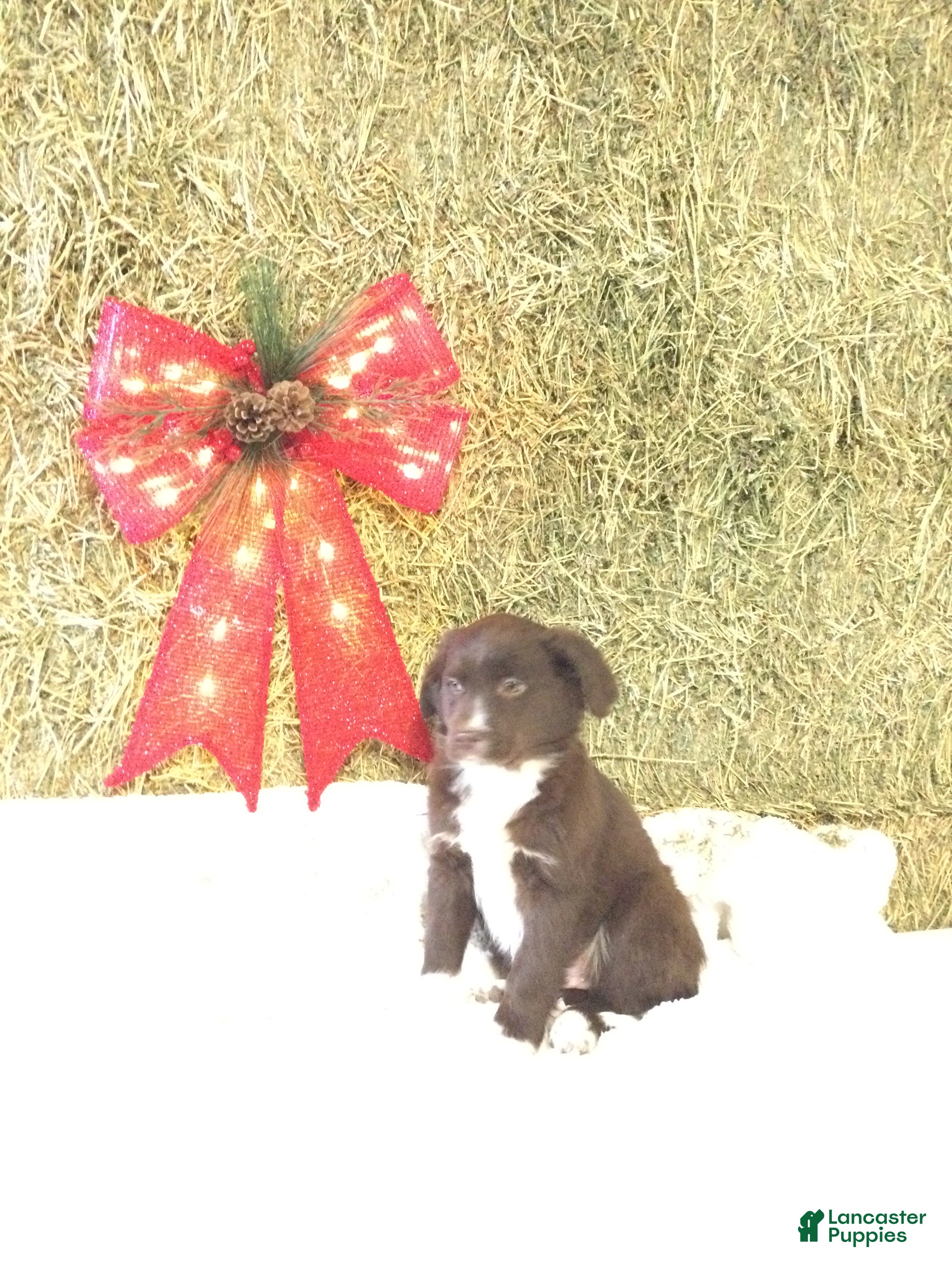 Mixed Breed dogs Max - Ad 17