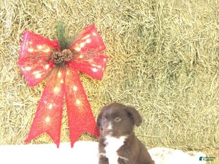 Mixed Breed dogs Max - Ad 7