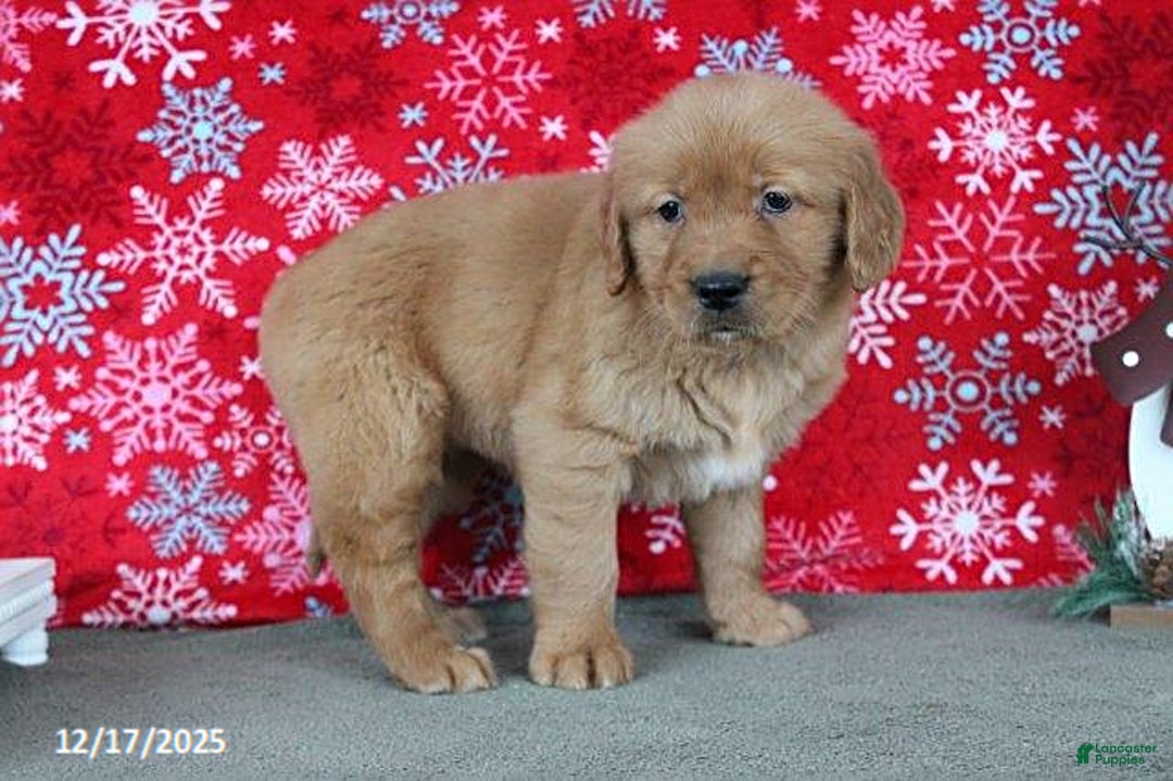 Golden Retriever dogs for sale: Berry - Ad 4