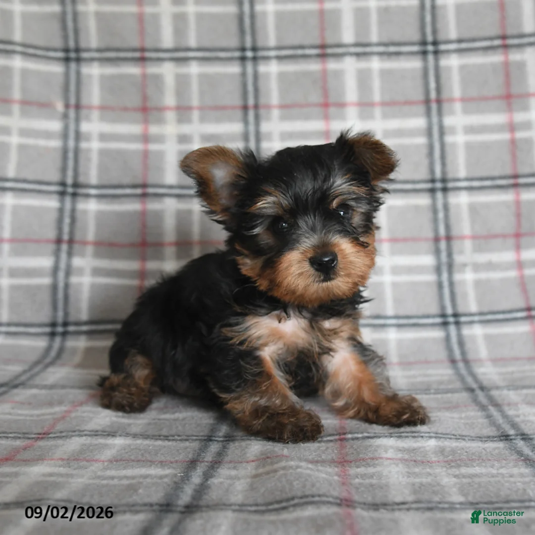 Yorkshire Terrier dogs for sale: Wonton - Ad 1