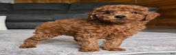 Miniature Poodle dogs for sale: Chloe - Ad 10