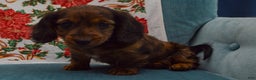 Dachshund dogs for sale: Michael  - Ad 6