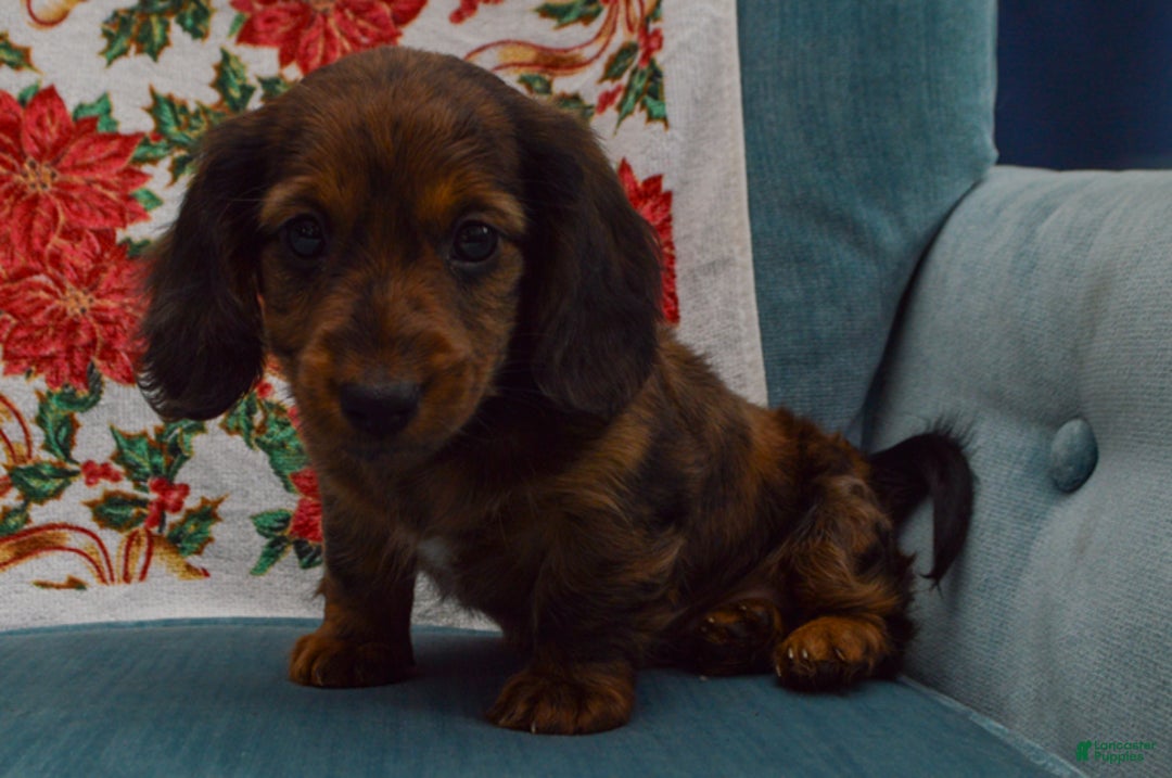 Dachshund dogs for sale: Michael  - Ad 6