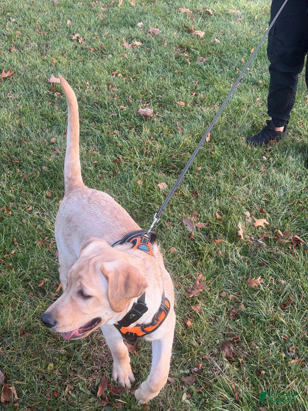 Labrador Retriever dogs for sale: Hercules  - Ad 5