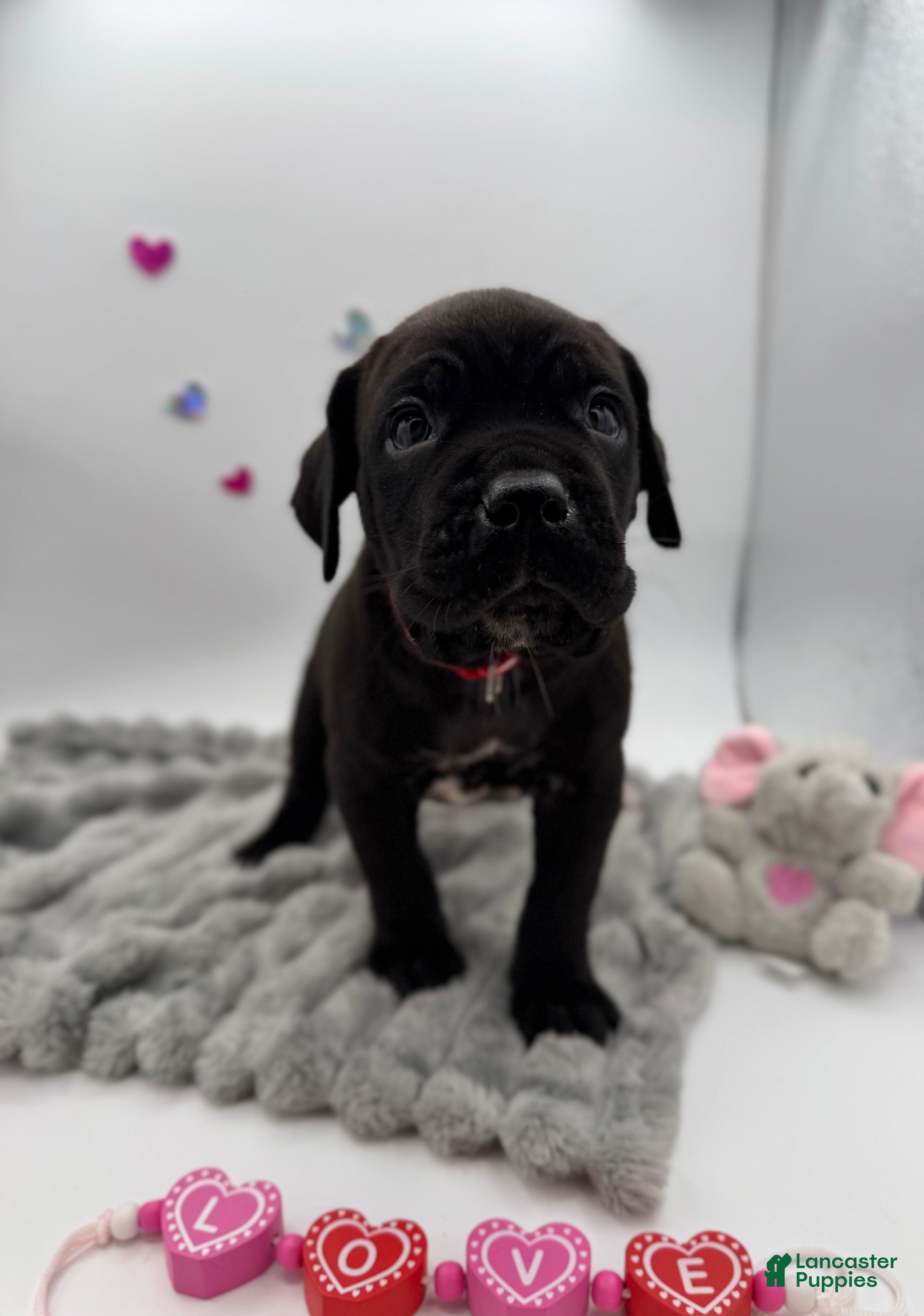 Cane Corso dogs Cane Corso Puppy 3 - Ad 11
