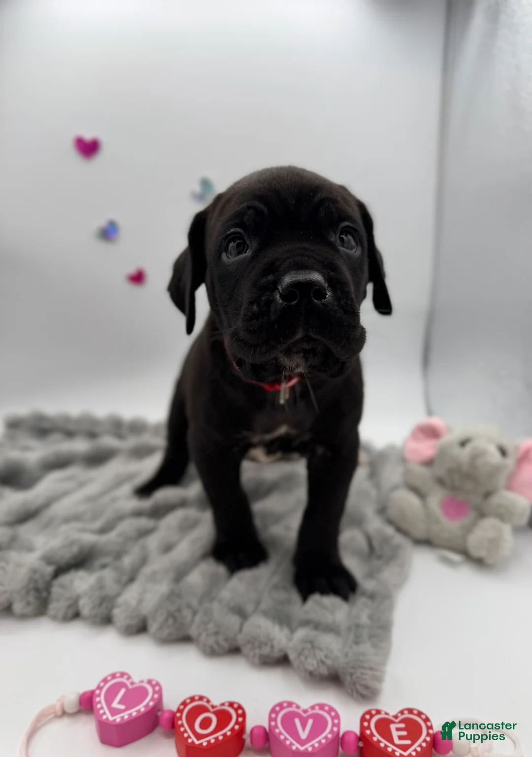 Cane Corso dogs for sale: Cane Corso Puppy 3 - Ad 1