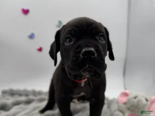 Cane Corso dogs Cane Corso Puppy 3 - Ad 11