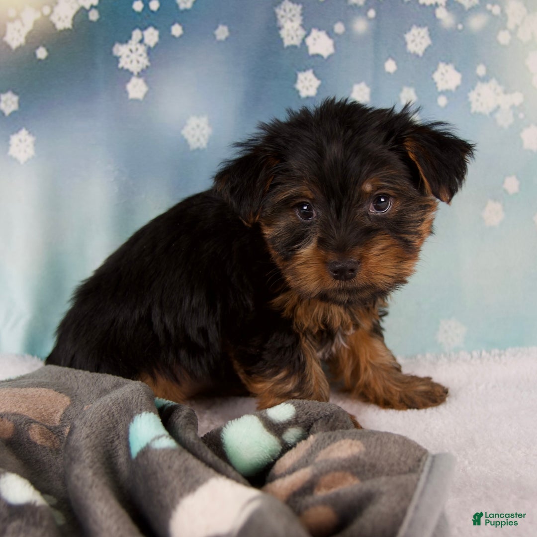Yorkshire Terrier dogs for sale: Lela - Ad 4