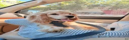 Cocker Spaniel dogs for sale: Cocker Spaniel Puppy 1 - Ad 7