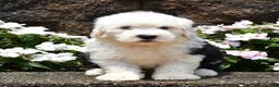 Old English Sheepdog dogs for sale: Mango - Ad 3