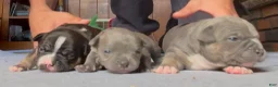 American Bully dogs for sale: Mini Me  - Ad 5