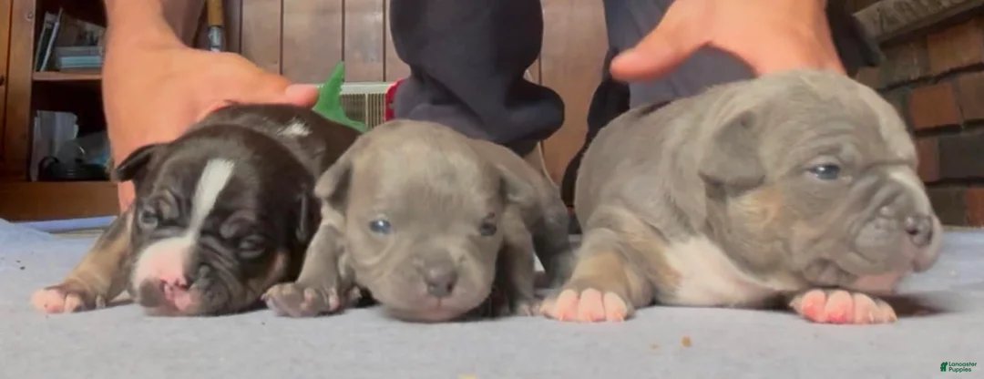 American Bully dogs for sale: Mini Me  - Ad 5