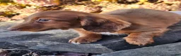 Miniature Dachshund dogs for sale: Rusty  - Ad 3