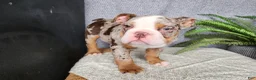 English Bulldog dogs for sale: Fletch - Ad 11