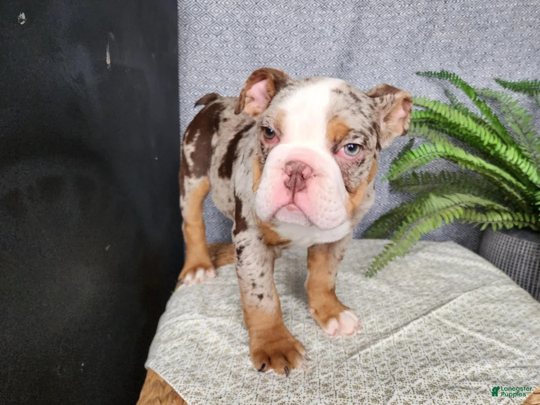 English Bulldog dogs for sale: Fletch - Ad 11