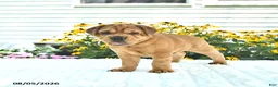 Mini Hippo dogs for sale: Mack  - Ad 3