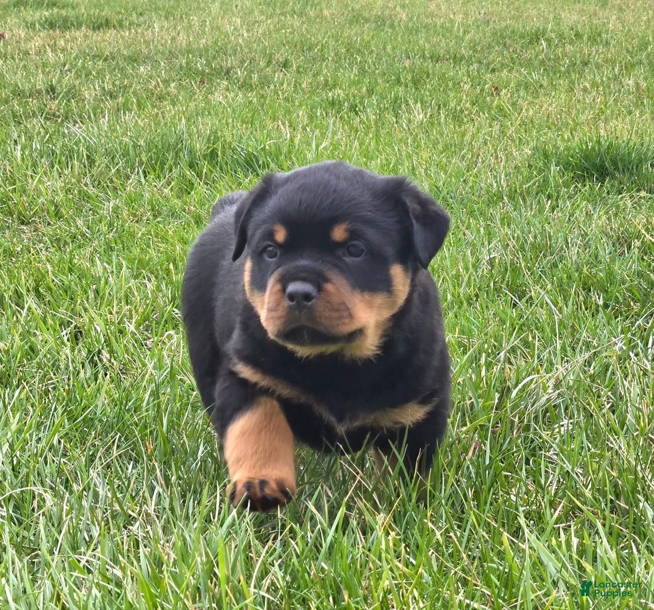 Rottweiler dogs Mr Buster - Ad 1