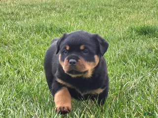 Rottweiler dogs for sale: Mr Buster - Ad 1