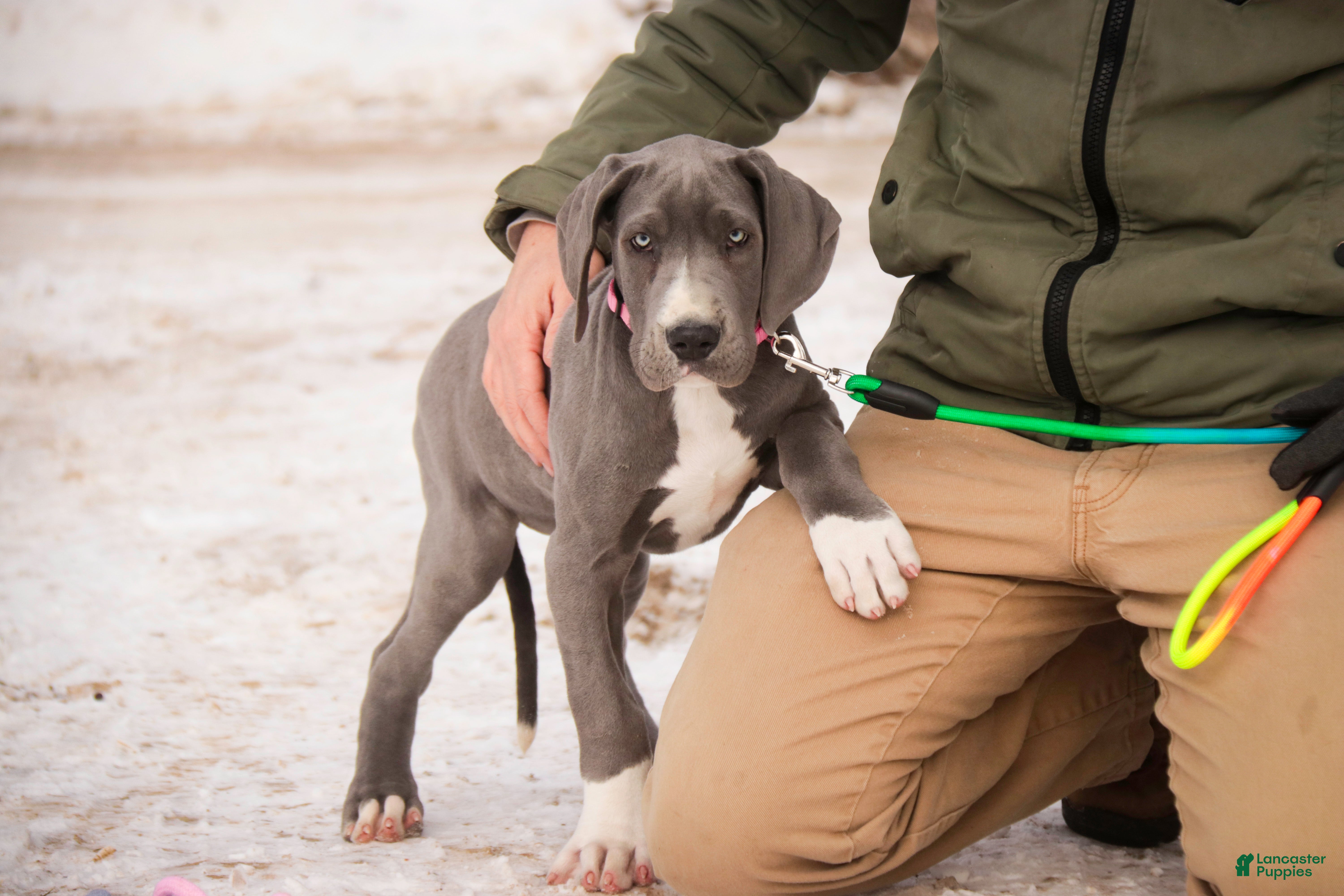 Great Dane dogs Liberty - Ad 40