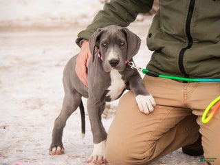 Great Dane dogs Liberty - Ad 28