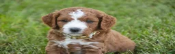 Cavapoo dogs for sale: Blaise Cavapoo  - Ad 21