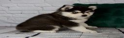 Pomsky dogs for sale: Gina - Ad 7