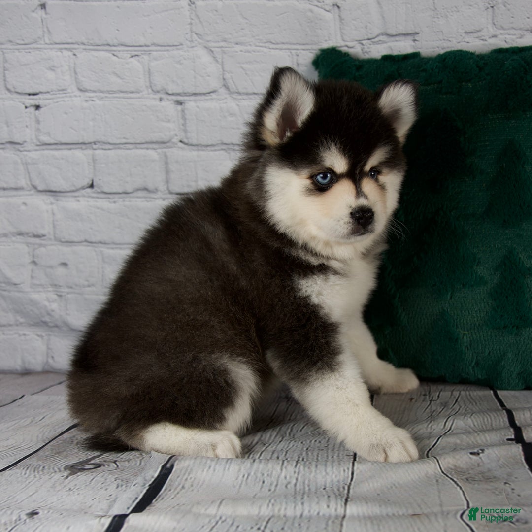 Pomsky dogs for sale: Gina - Ad 7